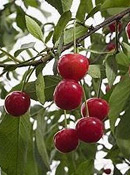 org:/gardening tips/Snoeiadvies/Overzichtspagina/Zure-kers.jpg